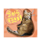 良く使うフレーズ、にゃんこバージョン（個別スタンプ：1）