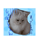 良く使うフレーズ、にゃんこバージョン（個別スタンプ：3）