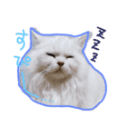 良く使うフレーズ、にゃんこバージョン（個別スタンプ：4）