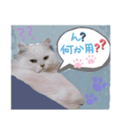 良く使うフレーズ、にゃんこバージョン（個別スタンプ：7）