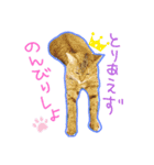 良く使うフレーズ、にゃんこバージョン（個別スタンプ：8）