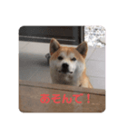 ミスターレオ（個別スタンプ：7）