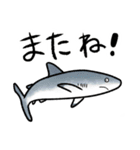 ゆるっとサメスタンプ（個別スタンプ：22）