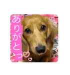 こはくです！（個別スタンプ：3）