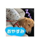 こはくです！（個別スタンプ：5）