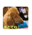 こはくです！（個別スタンプ：7）