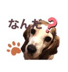 ダンボのスタンプ➀（個別スタンプ：6）
