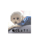 よく使う言葉4 犬（個別スタンプ：1）