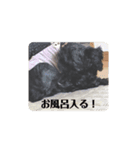 よく使う言葉4 犬（個別スタンプ：2）