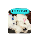 よく使う言葉4 犬（個別スタンプ：6）