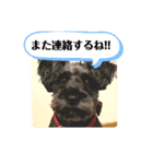 よく使う言葉4 犬（個別スタンプ：7）