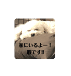 よく使う言葉4 犬（個別スタンプ：8）