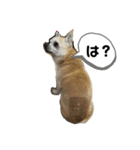 我が家のルフィさん（個別スタンプ：2）