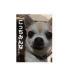 我が家のルフィさん（個別スタンプ：3）