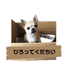 我が家のルフィさん（個別スタンプ：4）