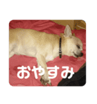 我が家のルフィさん（個別スタンプ：7）