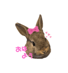 うさこのきもち（個別スタンプ：1）