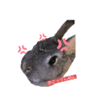 うさこのきもち（個別スタンプ：3）