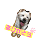 我が家のアイドル！ななちゃん♡（個別スタンプ：1）