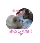 我が家のアイドル！ななちゃん♡（個別スタンプ：5）