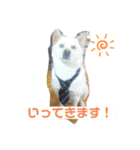 我が家のアイドル！ななちゃん♡（個別スタンプ：7）