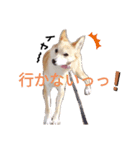 らんぴんこスタンプ（個別スタンプ：3）