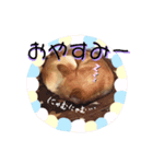 らんぴんこスタンプ（個別スタンプ：4）