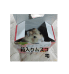 礼桜と雫（個別スタンプ：5）