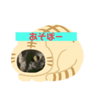 使える！俺の猫ちゃん！（個別スタンプ：1）