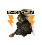 使える！俺の猫ちゃん！（個別スタンプ：3）