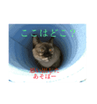 使える！俺の猫ちゃん！（個別スタンプ：6）