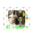 使える！俺の猫ちゃん！（個別スタンプ：7）