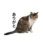 野良猫ホイホイ（個別スタンプ：1）