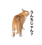 野良猫ホイホイ（個別スタンプ：2）