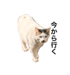 野良猫ホイホイ（個別スタンプ：4）