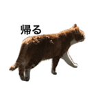 野良猫ホイホイ（個別スタンプ：5）