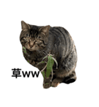 野良猫ホイホイ（個別スタンプ：6）