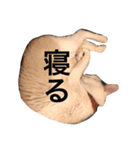 野良猫ホイホイ（個別スタンプ：7）