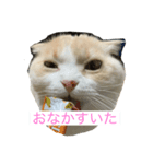 愛猫みーちゃん（個別スタンプ：1）