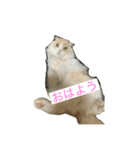 愛猫みーちゃん（個別スタンプ：2）