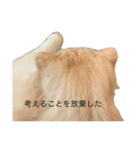 愛猫みーちゃん（個別スタンプ：3）