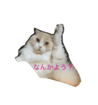 愛猫みーちゃん（個別スタンプ：5）
