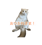愛猫みーちゃん（個別スタンプ：7）