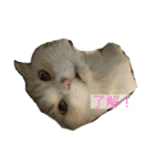 愛猫みーちゃん（個別スタンプ：8）