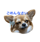 キキトンの日常（個別スタンプ：1）