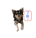キキトンの日常（個別スタンプ：3）