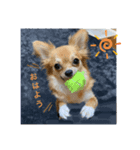 キキトンの日常（個別スタンプ：6）