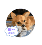 キキトンの日常（個別スタンプ：7）