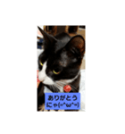 たまにゃ(=^ω^=)シリーズ（個別スタンプ：4）