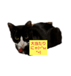 たまにゃ(=^ω^=)シリーズ（個別スタンプ：5）
